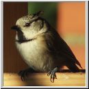 Parus Cristatus - Haubenmeise 09.jpg